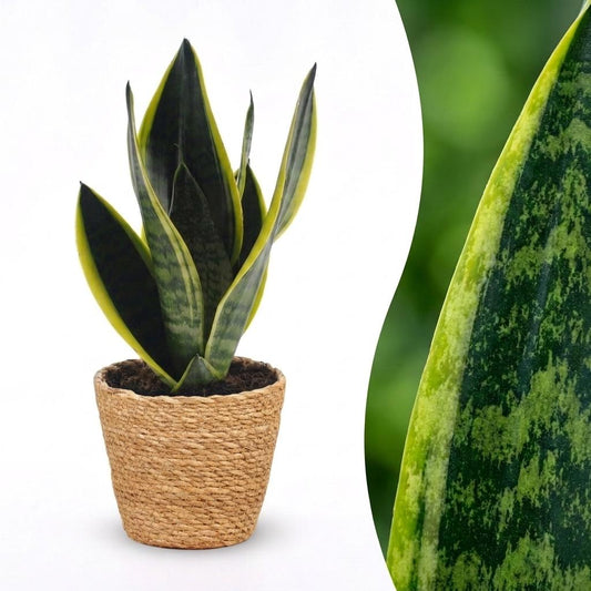 Bogenhanf 'Future Superb' – Sansevieria trifasciata 'Future Superb' – Topf Ø12cm – Höhe 35cm – mit Korb