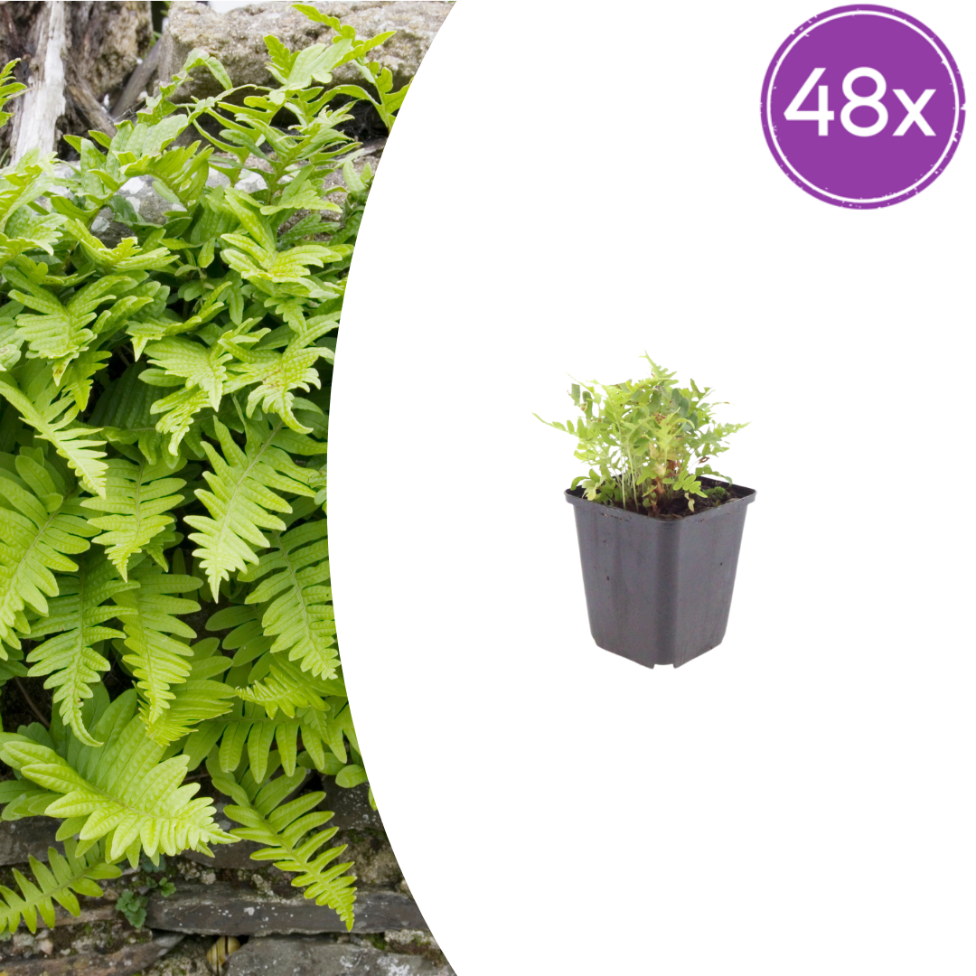 Polypodium vulgare Farn – 48 Pflanzen – Ø9cm – Höhe 10-25cm – Immergrüner Gartenfarn – Winterhart – Für Schattenbeet, Unterpflanzung & Naturgarten