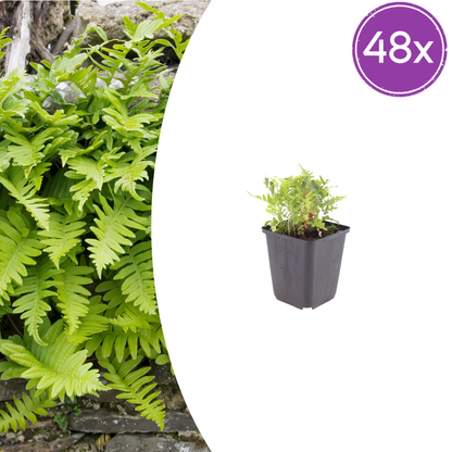 Polypodium vulgare Farn – 48 Pflanzen – Ø9cm – Höhe 10-25cm – Immergrüner Gartenfarn – Winterhart – Für Schattenbeet, Unterpflanzung & Naturgarten