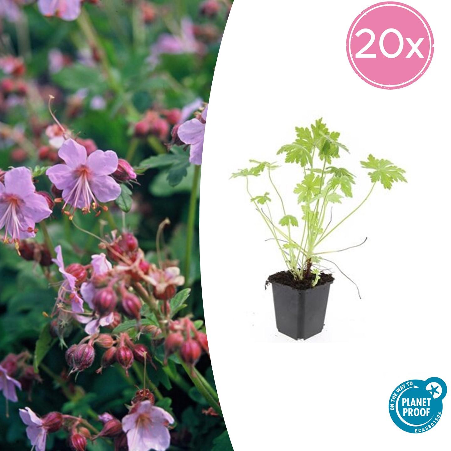 Balkan-Storchschnabel - Geranium macrorrhizum - ↕10-25cm - Ø9cm - 20 Stück