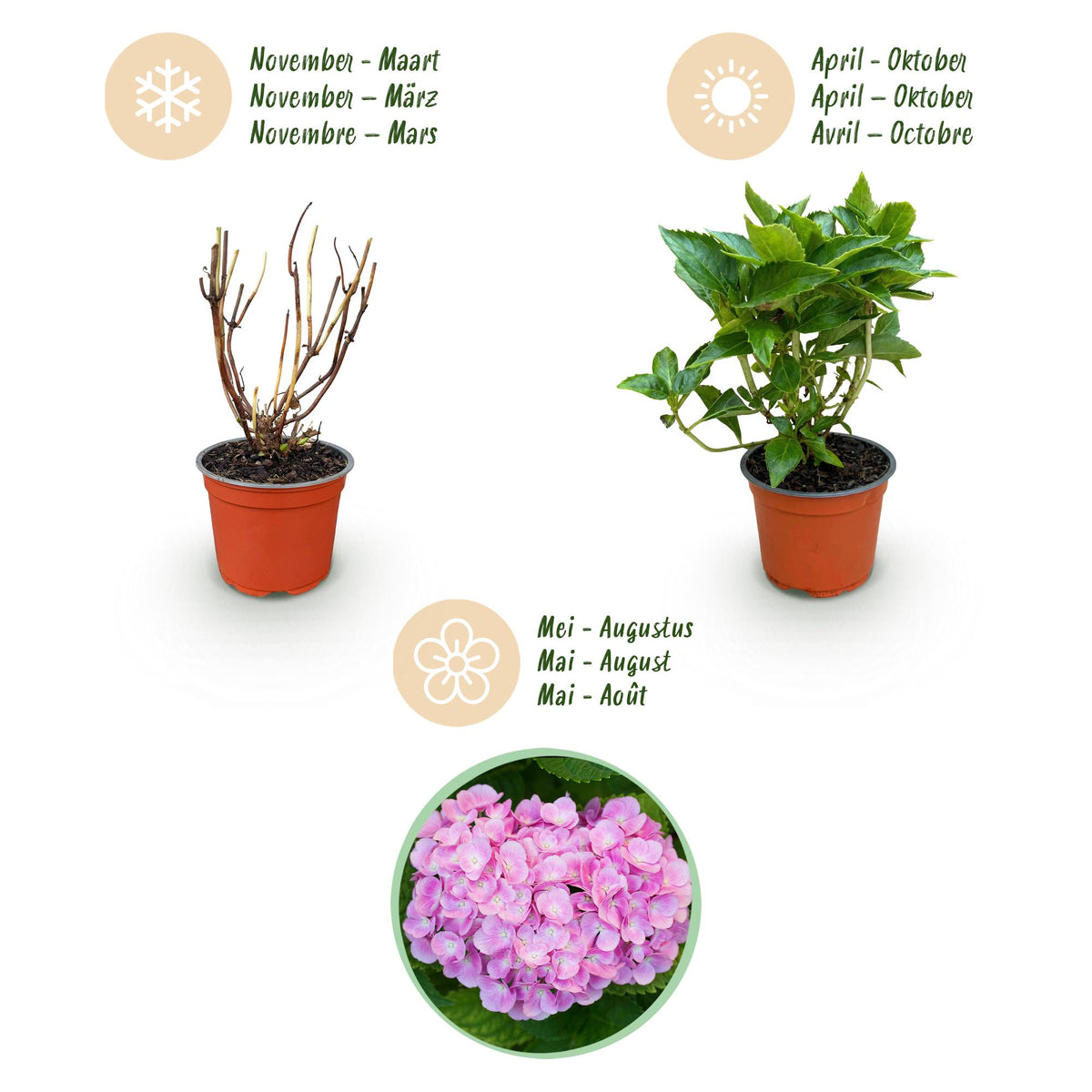 Green boutiQ - Gartenpflanze - Hydrangea macrophylla Tricolour - Hortensie - Winterfest - Rot-Blau-Weiß - 3 Pflanzen - Topf 12cm - Höhe 20-30cm 