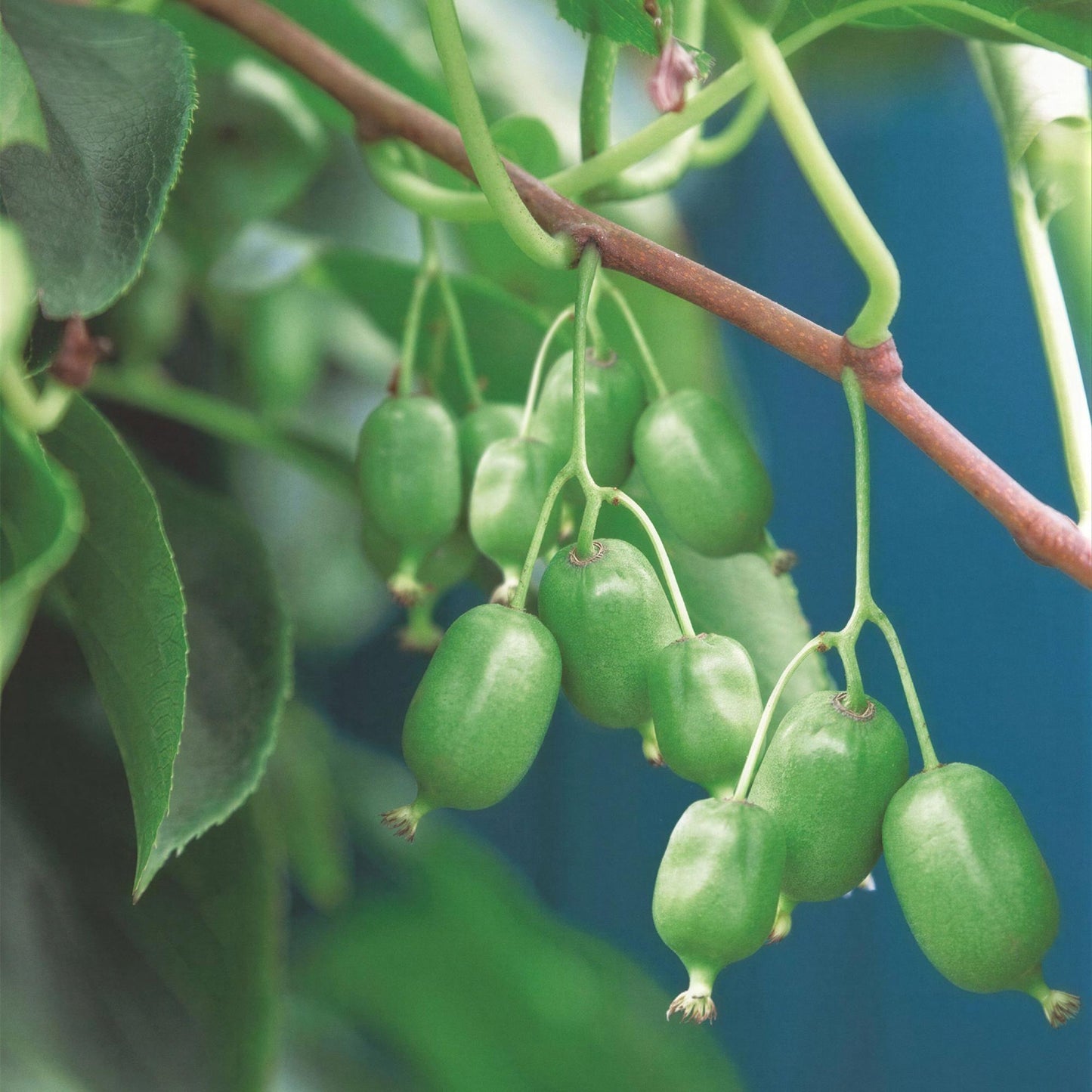 Green boutiQ - Fruit plant - Actinidia arguta Issai - Kiwi plant - Self-pollinating - Green Fruit - 2 Plants - Pot 15cm - Height 50cm 
