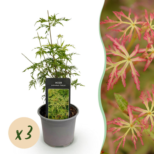 GreenboutiQ - Gartenpflanze - Acer palmatum Seiryu - Grün 3 Pflanzen - Laubabwerfend - Wenig Pflege - Topf 12cm Höhe 35cm 