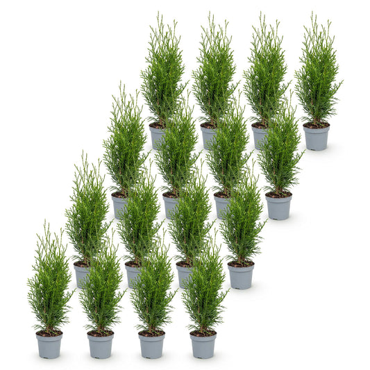 Lebensbaum 'Smaragd' – Thuja occidentalis 'Smaragd' – 16 Heckenpflanzen – Topf Ø9cm – Höhe 20-30cm – Winterhart & immergrün
