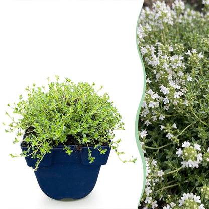 Kriech-Thymian 'Albiflorus' – Thymus praecox 'Albiflorus' – 6 Pflanzen – Topf Ø11cm – Staude für Garten & Balkon