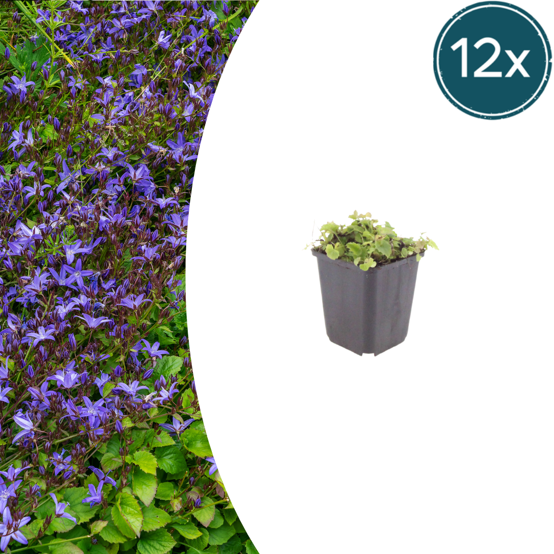 Polster-Glockenblume Campanula poscharskyana – 12 Pflanzen – 10-25cm – Ø9cm – Winterharte Bodendecker Staude – Blühpflanze für Mauer, Beet & Balkon