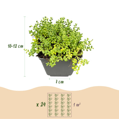 Alpen-Mix – Sortenmix für den Steingarten – 6 Pflanzen – Topf Ø7cm – Höhe 10-12cm