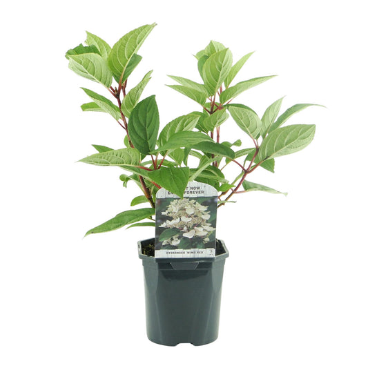 Rispenhortensie – Hydrangea panniculata Wims Red – Blüte Weiß-Rot – 3 Pflanzen für 1m² – Laubabwerfend – Große Blüten – 17cm – Höhe ca. 50cm