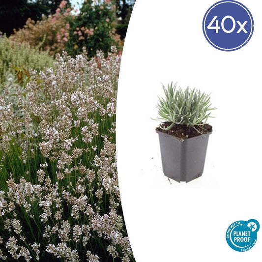 Lavendel Lavandula int. 'Edelweiss' – ↕10-25cm – Ø9cm – 40 Pflanzen – Weiße Blüten, Bienen- & Schmetterlingsfreundlich, Winterhart