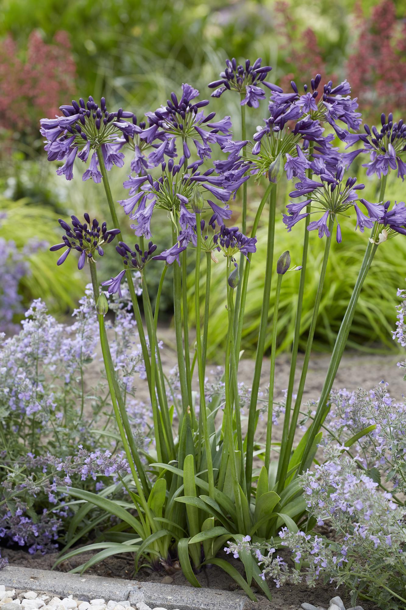 Schmuck-Lilie - Agapanthus 'Poppin Purple' - Ø19cm - ↕30cm