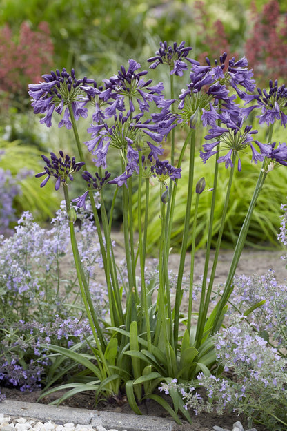 Schmuck-Lilie - Agapanthus 'Poppin Purple' - Ø19cm - ↕30cm