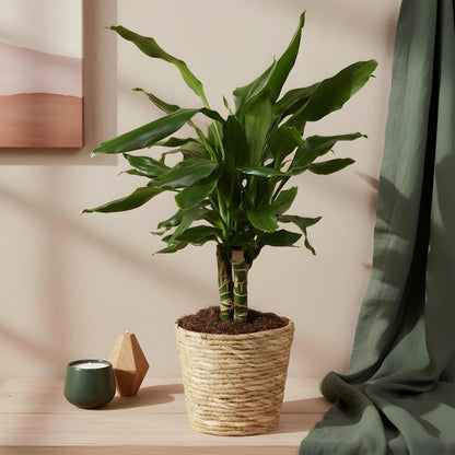 Green boutiQ - Zimmerpflanzen - Dracaena fragrans Steudneri - Drachenbaum - Pflegeleicht - Grün - 2 Pflanzen - Topf 17cm - Höhe 50-55cm 