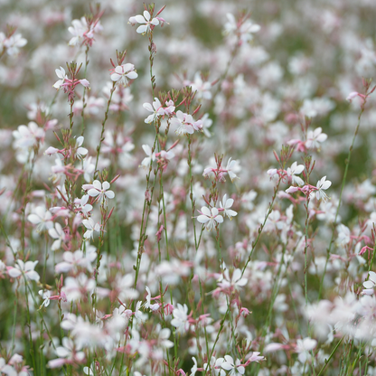 Gaura lindheimeri Prachtkerze – 24 Pflanzen – Ø9cm – Höhe 10-25cm – Sommerblühende Staude – Weiße Rosa Blüten – Für Beet, Präriegarten & Flächenpflanzung