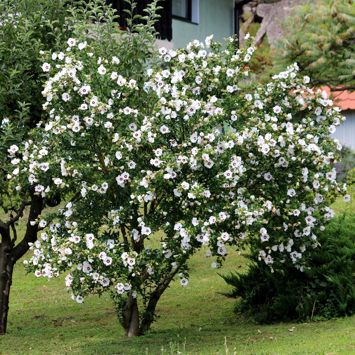 Garteneibisch Hibiscus syriacus Red Heart – Blüte Weiß mit Rotem Herzen – Strauch – Wenig Pflege – 17 cm x H45 cm – Sommerblüher & Bienenfreundlich 