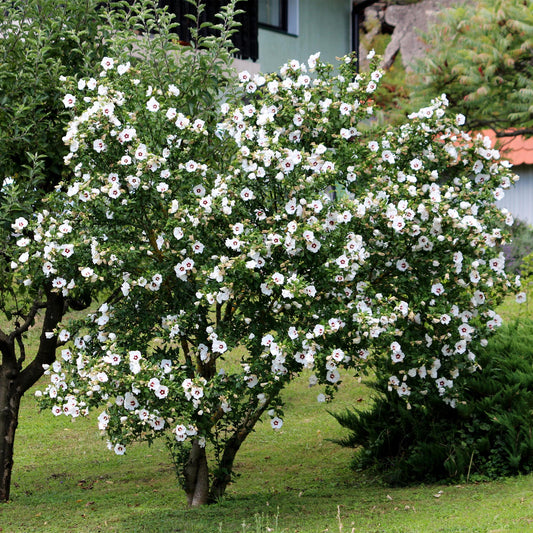 Garteneibisch Hibiscus syriacus Red Heart – Blüte Weiß mit Rotem Herzen – Strauch – Wenig Pflege – 17 cm x H45 cm – Sommerblüher & Bienenfreundlich 