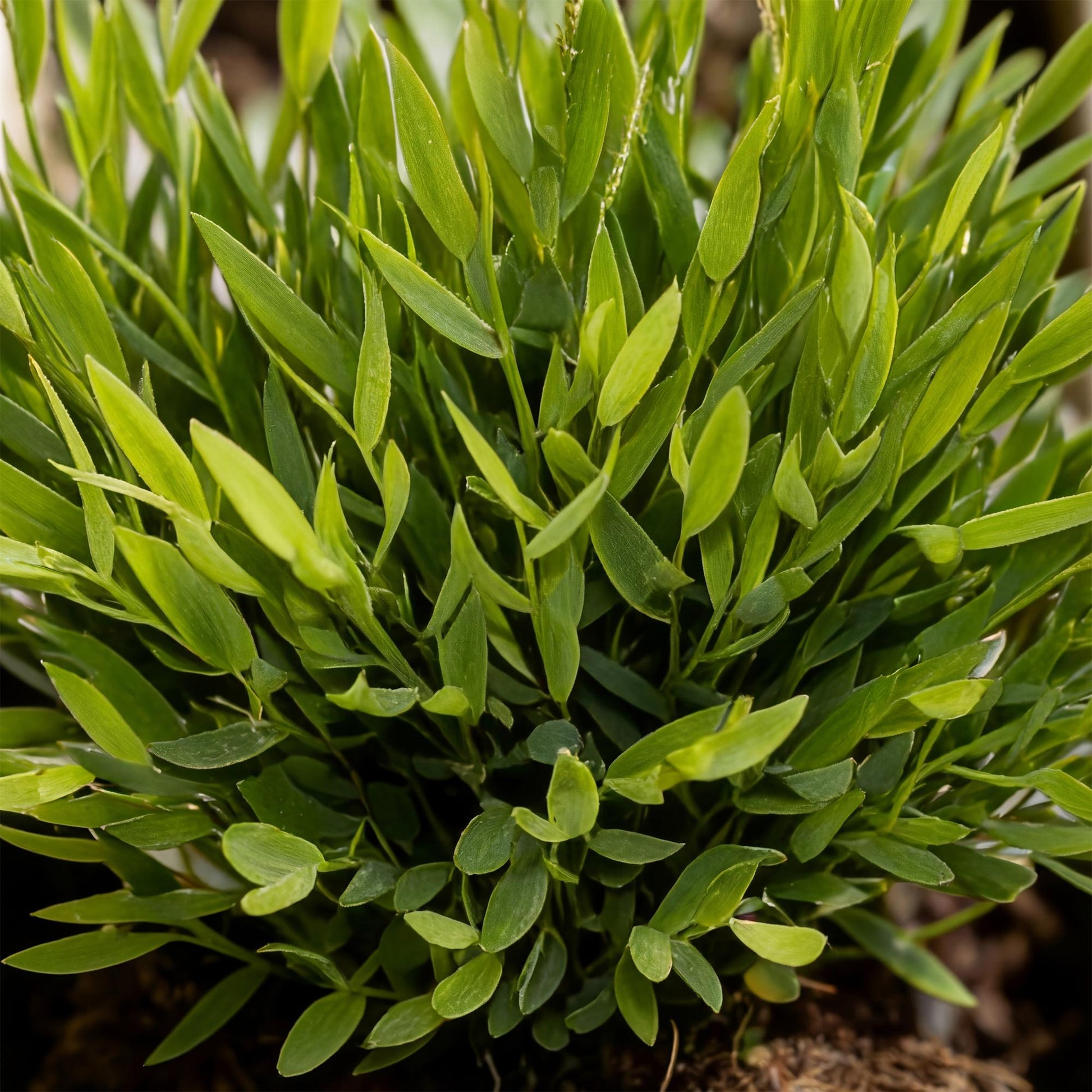 Green boutiQ - Zimmerpflanze - Bamusa Pogonatherum Monica - Bambusgras - Haustierfreundlich - Grün - 4 Pflanzen - Topf 12cm - Höhe 30-35cm 