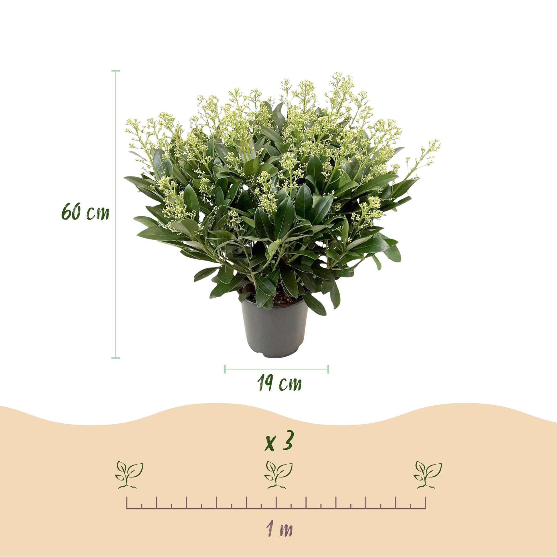 GreenboutiQ - Terrassenpflanze - Skimmia japonica Finchy - Blüte Weiß - 40+ Blumen - 2 Pflanzen - Winterhart - Topf 19cm Höhe 60cm 