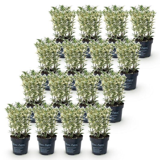 Japanische Stechpalme 'Convexa' – Ilex crenata 'Convexa' – 16 Heckenpflanzen – Topf Ø9cm – Höhe 20-30cm – Winterhart & immergrün