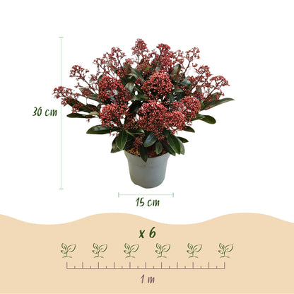 GreenboutiQ - Terrassenpflanze - Skimmia japonica Rubella - Boem Rot - 15+ Blüten - 3 Pflanzen - Winterhart - Topf 15cm Höhe 30cm 