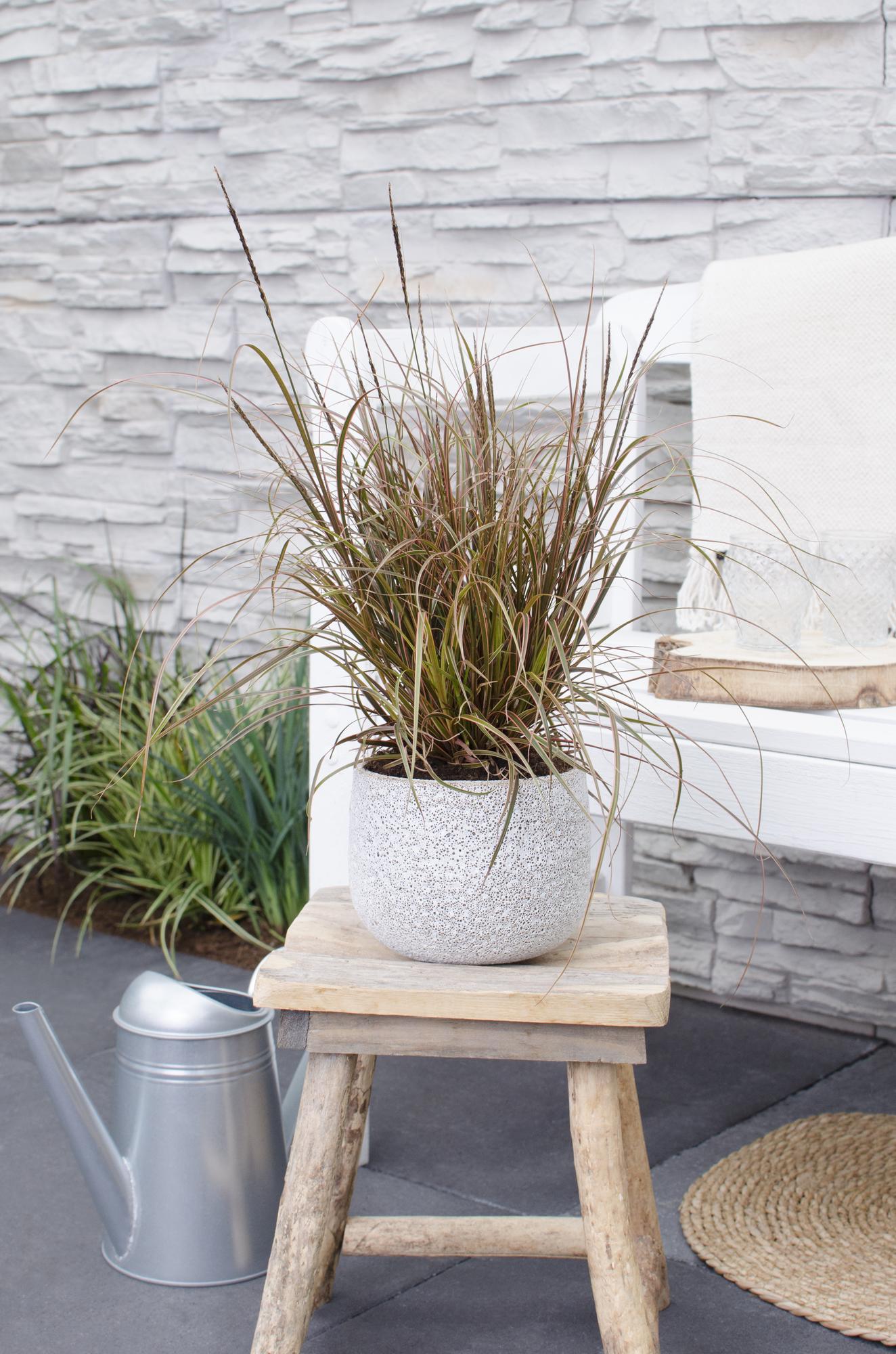 Mahagonigras - Uncinia rubra Everflame - Ø14cm - ↕30cm 