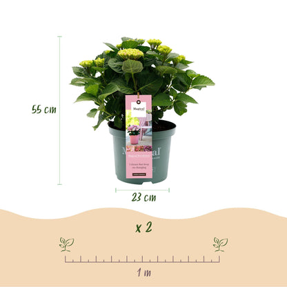 Hydrangea macrophylla Magical Revolution Pink – Gartenhortensie – 2 Pflanzen – Topf 23 cm – Höhe 55 cm – Rosa Blüten – Balkonpflanze – Sommerblüte – Sonne bis Halbschatten 