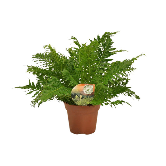 Zwerg-Baumfarn - Blechnum Silver Lady - Zimmerpflanze Ø17cm - ↕50cm