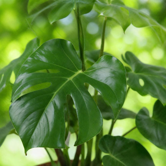 Green boutiQ - Zimmerpflanzen - Monstera Deliciosa - Fensterblatt - Pflegeleicht - Grün - 1 Pflanze - mit Potter Grau - Topf 21cm - Höhe 70-80cm 