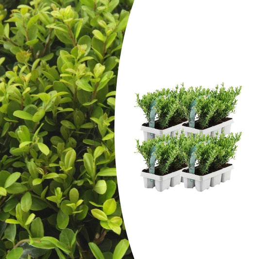 Stechpalme – Ilex crenata 'Jenny' – 24 Pflanzen – Immergrün – Winterhart – Alternative zu Buchsbaum – Ø7cm ↕15cm