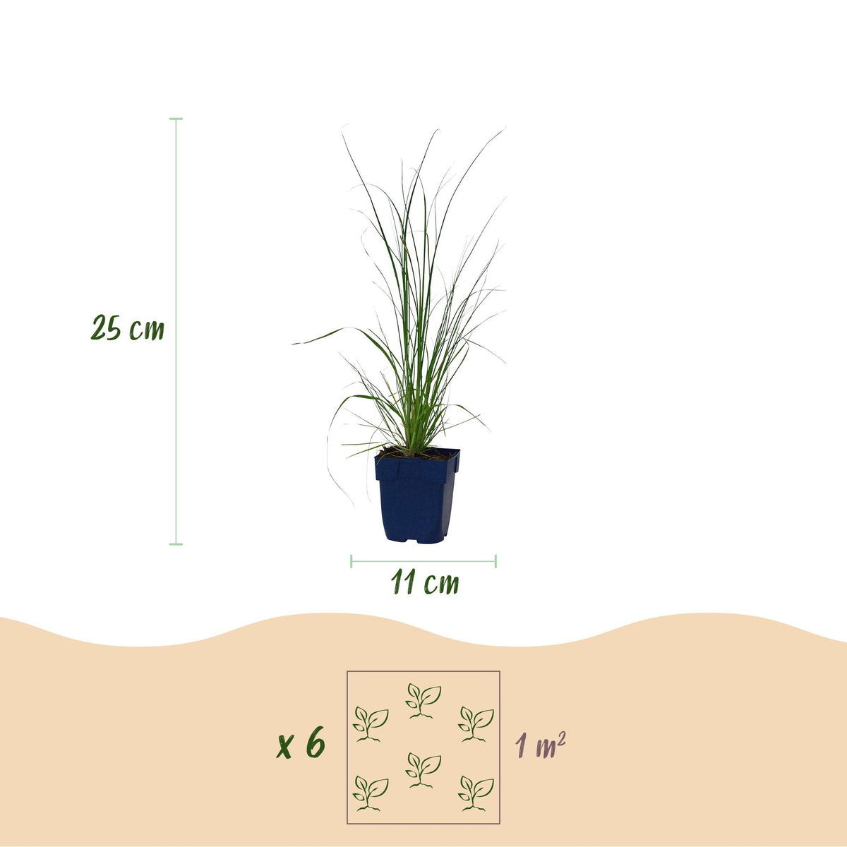Zwerg-Pampasgras 'Pumila' – Cortaderia selloana 'Pumila' – 6 Pflanzen – Topf Ø11cm – Staude für Garten & Balkon