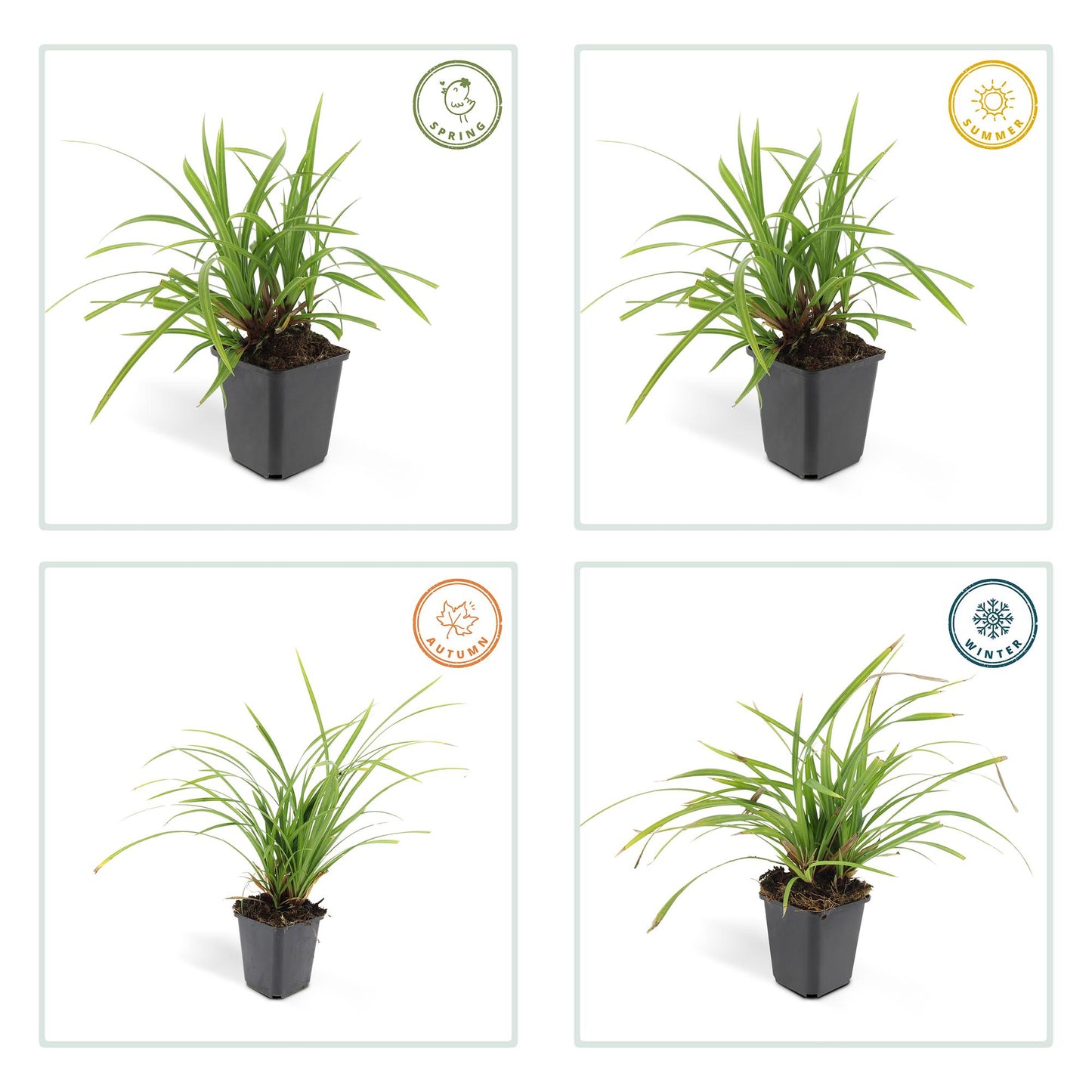 Grünblättrige Segge Carex morrowii 'Irish Green' – ↕10-25cm – Ø9cm – 60 Pflanzen – Immergrüner Bodendecker – Pflegeleicht – Für Beete & Schattige Bereiche