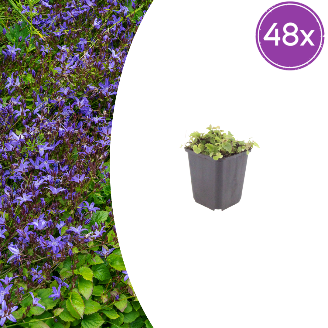 Polster-Glockenblume Campanula poscharskyana – 48 Pflanzen – 10-25cm – Ø9cm – Winterharte Bodendecker Staude – Blühpflanze für Mauer, Beet & Balkon