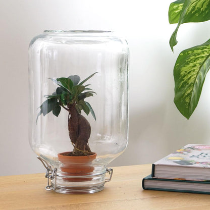 Flaschengarten - Terrarium - Easyplant - Ficus Ginseng Bonsai