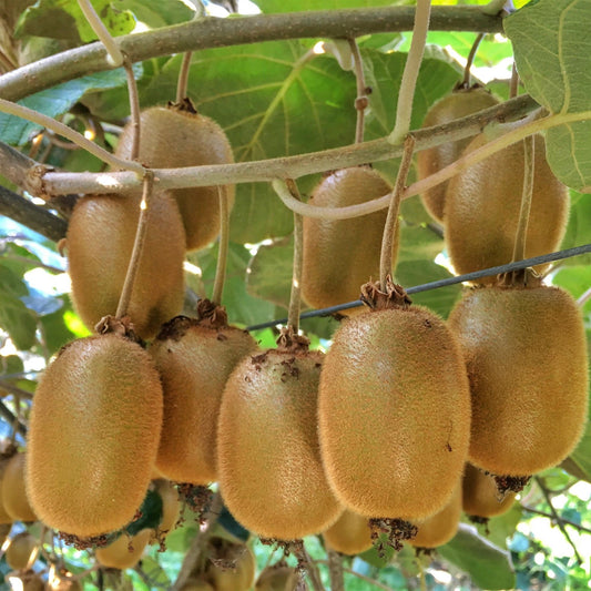 Green boutiQ - Fruit Plant - Actinidia Weiki & Hayward - Kiwi Plant - 1 Male - 3 Female - Plants - Green - Pot 15cm - Height 50cm 