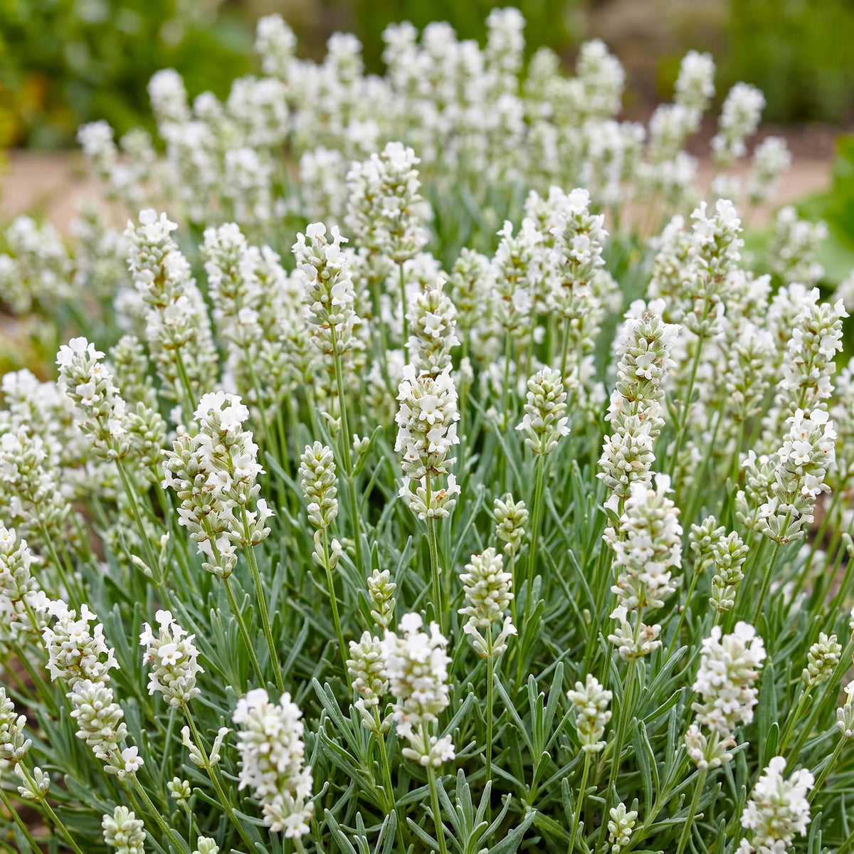Lavendel 'Edelweiss' – Lavandula angustifolia 'Edelweiss' – 6 Pflanzen – Topf Ø11cm – Bienenfreundliche Staude für Garten & Balkon