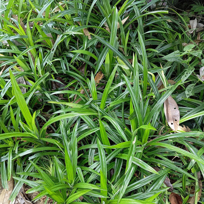 Japan-Segge  - Ziergras - Carex morrowii Irish Green - Grün & Gelb - 4 Pflanzen - Immergrün - Pflegeleicht - 17cm Höhe 50cm 