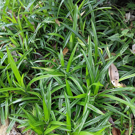 Japan-Segge  - Ziergras - Carex morrowii Irish Green - Grün & Gelb - 4 Pflanzen - Immergrün - Pflegeleicht - 17cm Höhe 50cm 