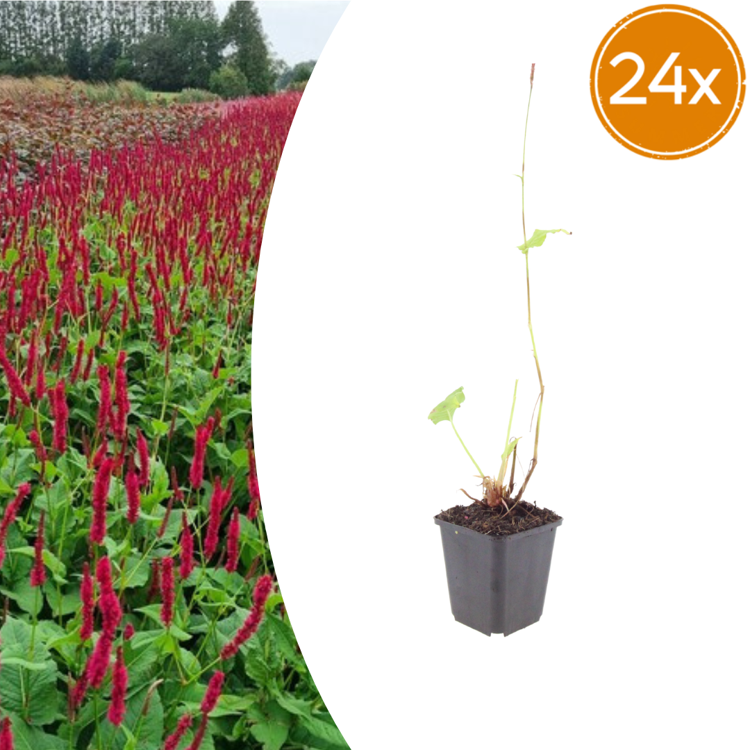 Persicaria amplexicaulis Blackfield – 24 Pflanzen – Ø9cm – Höhe 10-25cm – Winterharte Staude – Dunkelrote Blütenähren – Bienenfreundlich für Beet & Präriegarten