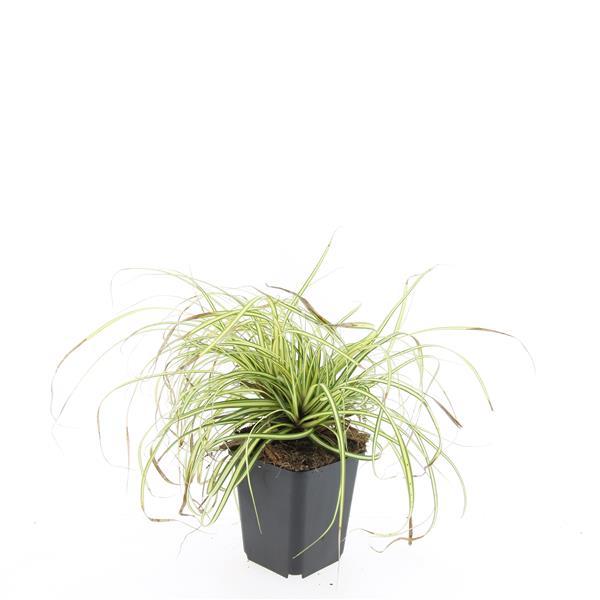 Carex oshimensis 'Evergold' – 48 Pflanzen – ↕10-25 cm – Ø9 cm – Winterhartes Ziergras – Bodendecker für schattige Gärten 
