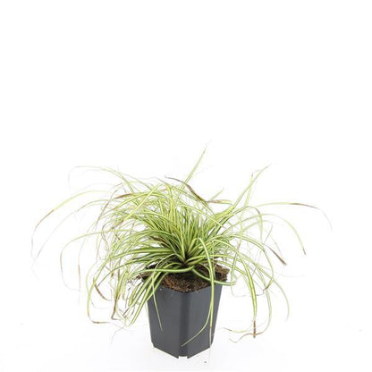 Carex oshimensis 'Evergold' – 48 Pflanzen – ↕10-25 cm – Ø9 cm – Winterhartes Ziergras – Bodendecker für schattige Gärten 
