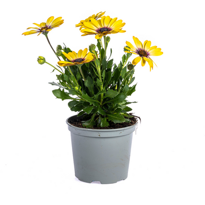 Kapmargerite - Osteospermum ecklonis Gelb - Ø12 cm - ↕20 cm - 8 Stück