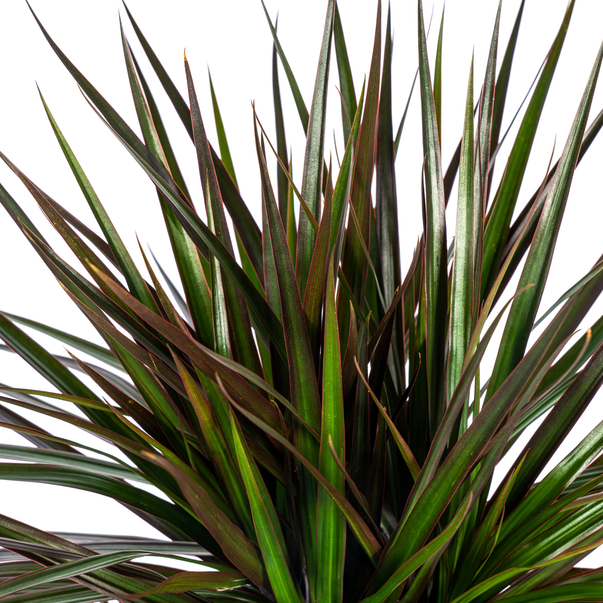 Dracaena Marginata Magenta mit Korb Ø24cm - ↕130 - 150cm 