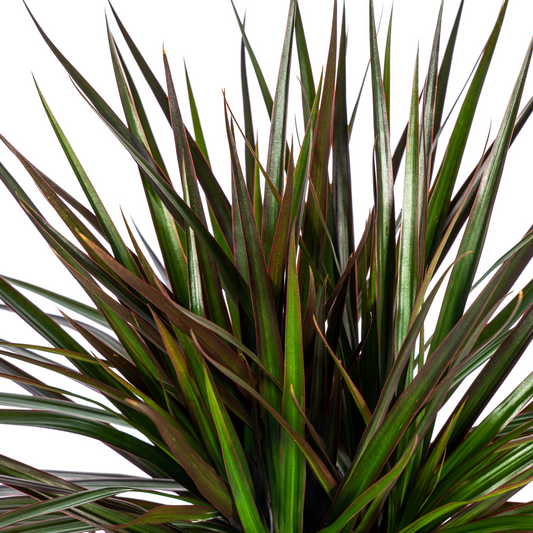 Dracaena Marginata Magenta mit Korb Ø24cm - ↕130 - 150cm 