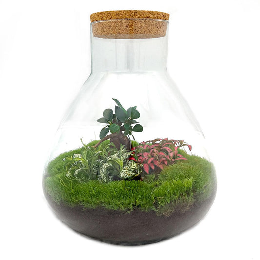 Flaschengarten - DIY Bausatz - Terrarium - Sam XL Bonsai - ↕35cm