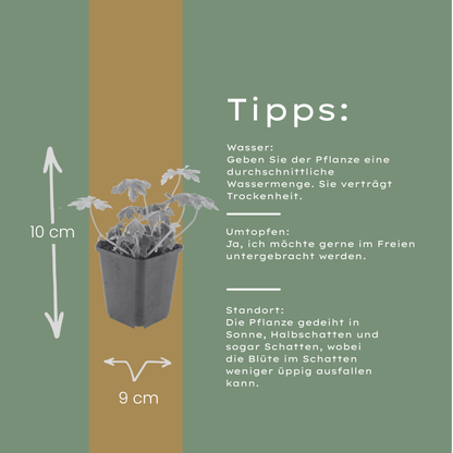 Geranium macrorrhizum Bevan's Variety – 6 Pflanzen – Ø9cm – Höhe 10-25cm – Winterharte Bodendecker Staude – Rosa Blüten – Pflegeleicht für Beet & Garten