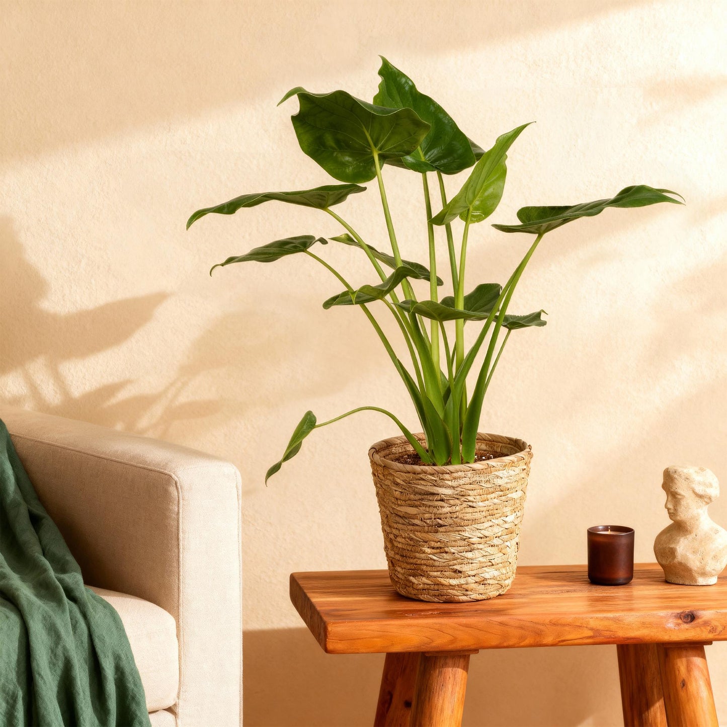Green boutiQ - Zimmerpflanzen - Alocasia Cucullata - Buddhas Hand - Wenig Pflege - Grün - 1 Pflanze - Topf 21cm - Höhe 65-70cm 