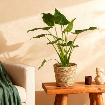 Green boutiQ - Zimmerpflanzen - Alocasia Cucullata - Buddhas Hand - Wenig Pflege - Grün - 1 Pflanze - Topf 21cm - Höhe 65-70cm 