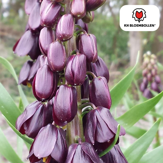 Fritillaria imperialis 'Purple Favorite' – Kaiserkrone – 5 Blumenzwiebeln – ↕80-100cm – tief violett-purpur – imposante Frühlingsblüher & Rarität für den Garten 