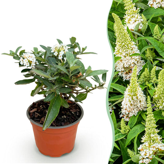 Green boutiQ - Gartenpflanze - Buddleja davidii Butterfly Candy Little White - Schmetterlingsstrauch - Kompakt - Weiß - 1 Pflanze - Topf 12cm - Höhe 20-25cm 
