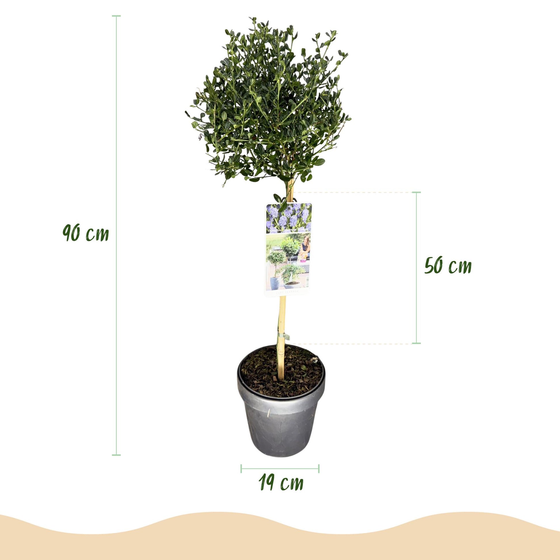 Säckelblume Ceanothus impressus Victoria Ø19cm Höhe90cm – Immergrüne Terrassenpflanze mit lila Blüten – Winterharter Zierstrauch für Balkon & Garten 
