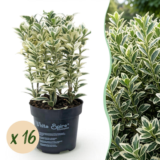 Japanische Stechpalme 'Convexa' – Ilex crenata 'Convexa' – 16 Heckenpflanzen – Topf Ø9cm – Höhe 20-30cm – Winterhart & immergrün